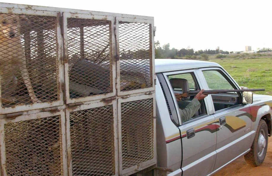 電訊報：為準備世盃賽，摩洛哥大規模捕殺流浪狗引發各界不滿